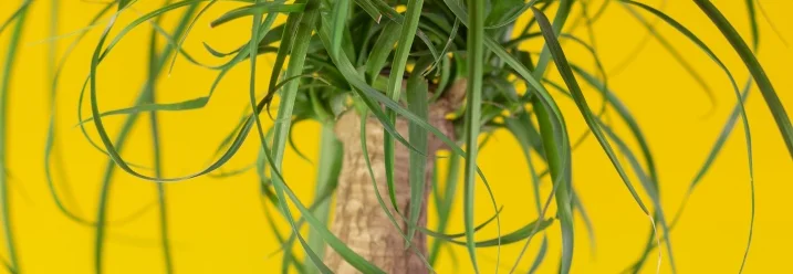Grünpflanze mit dünnen Blättern im Topf